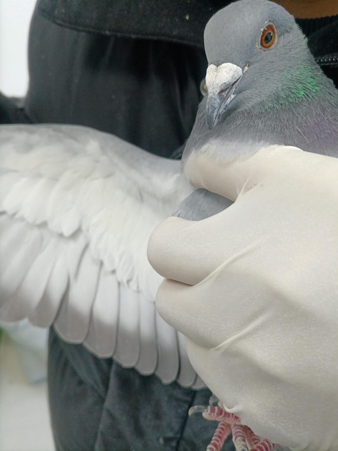 SENO INTERNATIONAL AVIAN GENETIC TEST